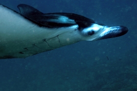 Bali 2016 - Oceanic Manta Ray - Raie Manta Oceanique - Manta Birostris - IMG_6043_rc_filtered